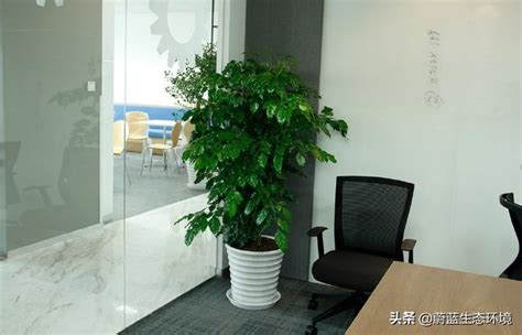 辦公室室內植物|辦公室植物養護全攻略